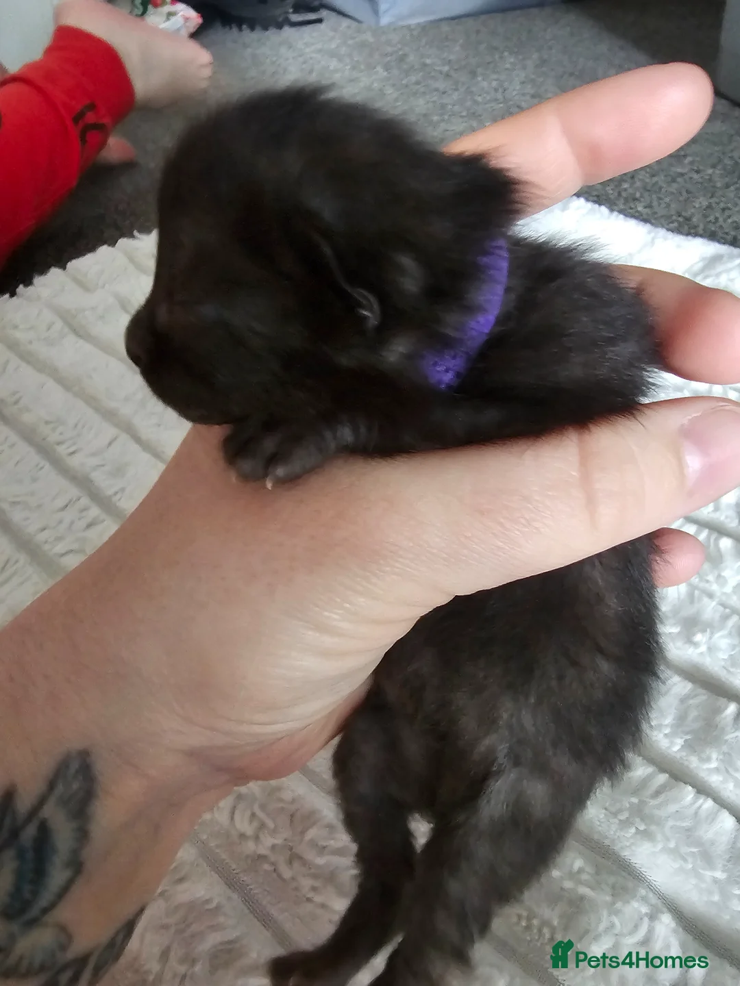 Mixed Breed cats for sale: Mixed calico kittens  - Advert 8