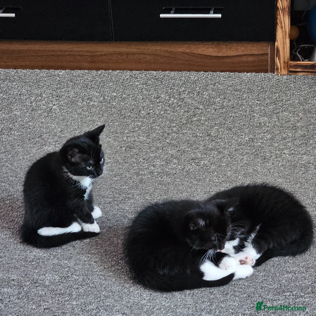 Mixed Breed cats for sale: Kittens for sale in Northampton - Advert 2