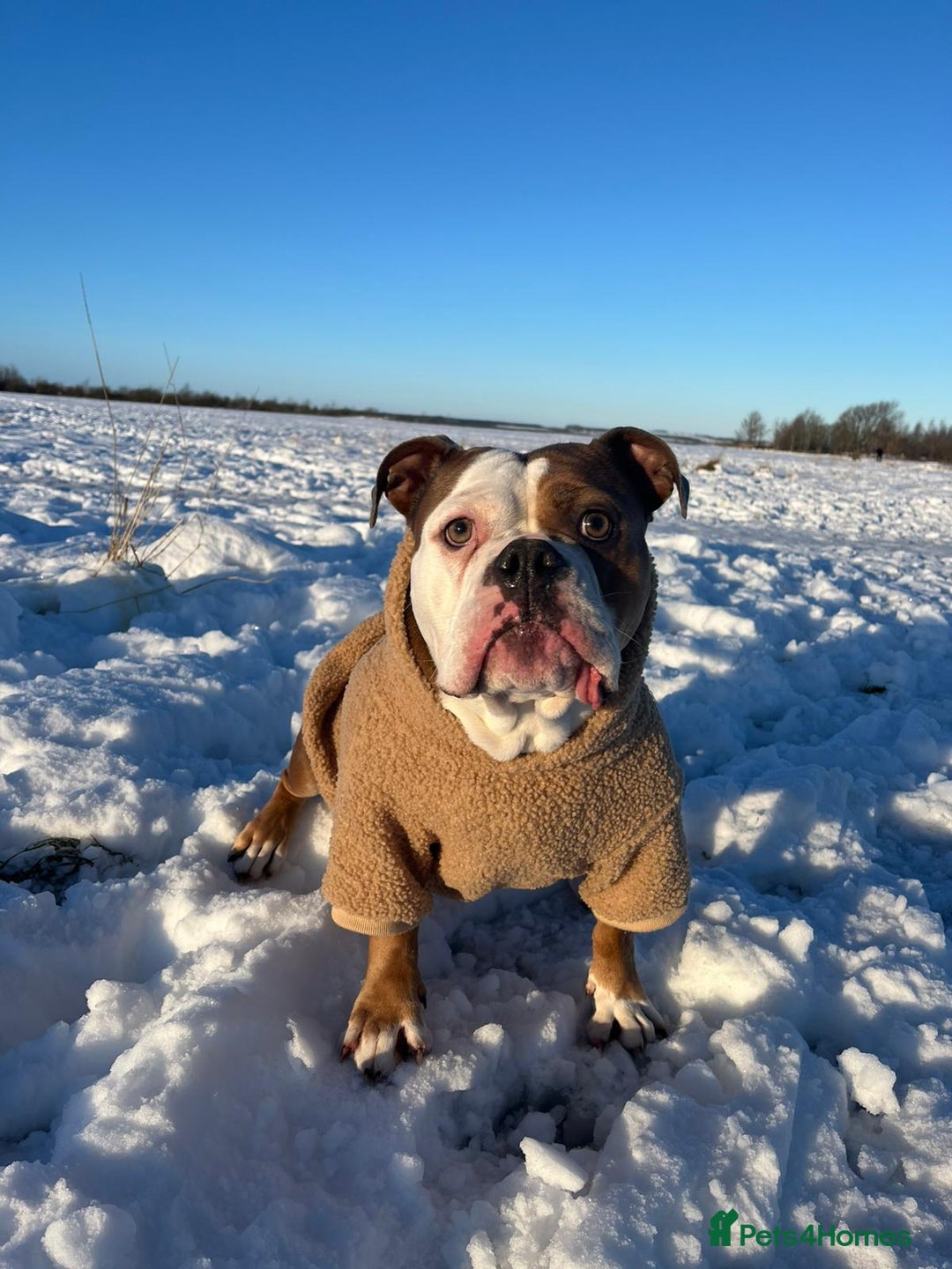 English Bulldog dogs for sale: Boo looking for loving home - Advert 3