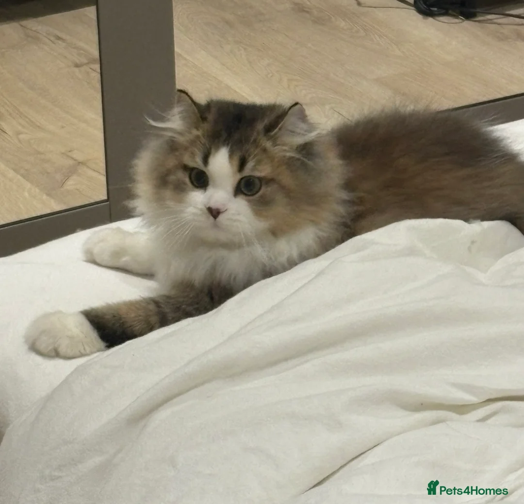 Napoleon cats for sale: Beautiful Minuet Kitten looking for new home - Advert 5