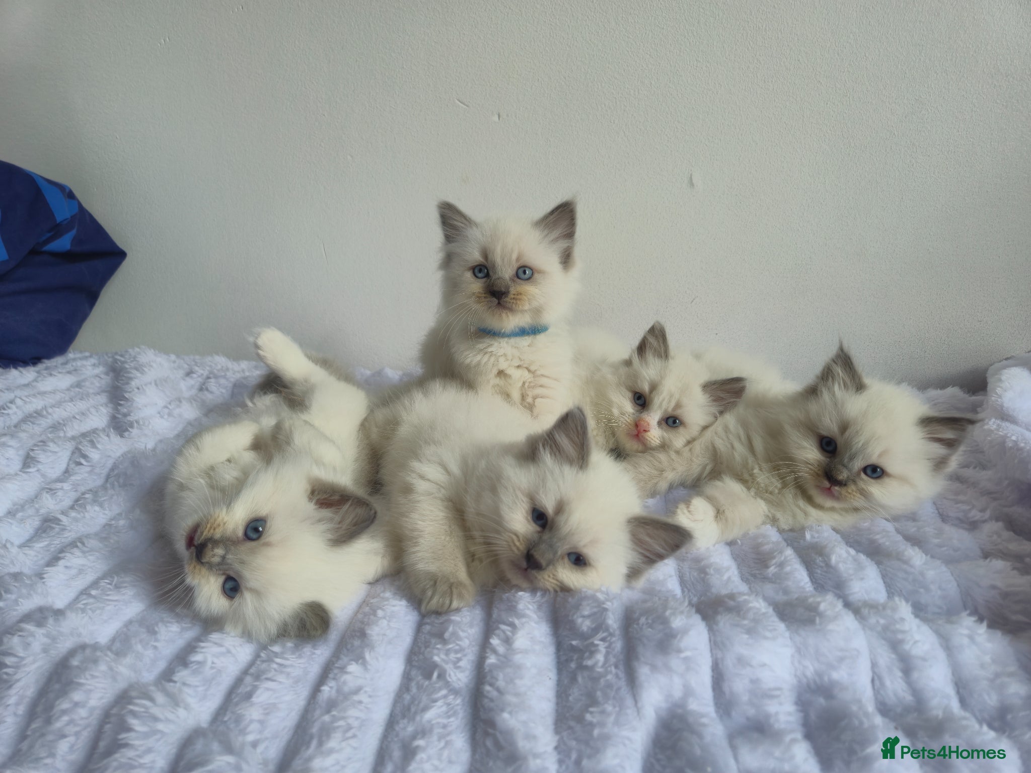 Ragdoll cats Ragdoll kittens  - Advert 16