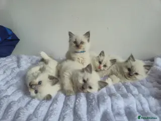 Ragdoll cats Ragdoll kittens - Advert 16