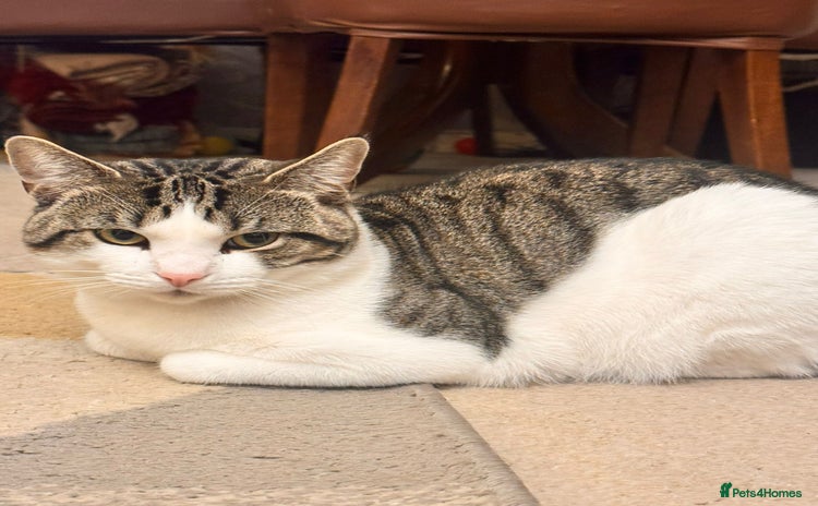 Tibetan cats - Advert 1