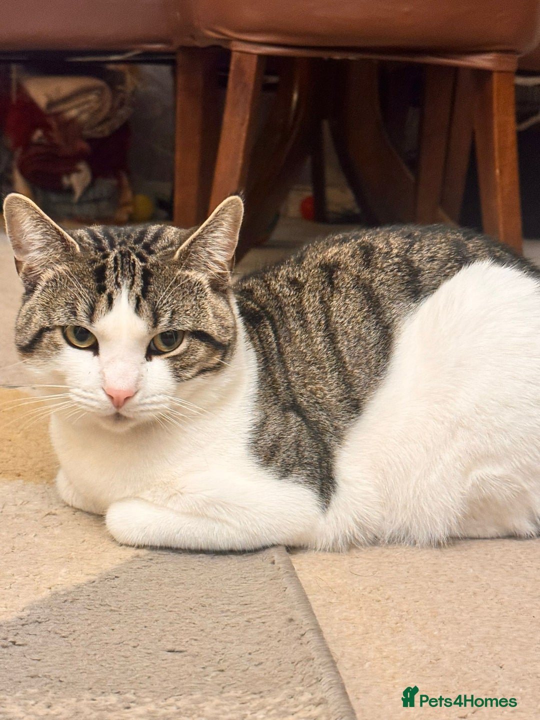 Tibetan cats for sale: Rehome male cat - Image 1