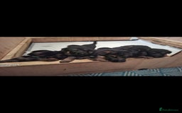 German Shepherd dogs for sale: Exceptional German shepherd puppies  - Image 31