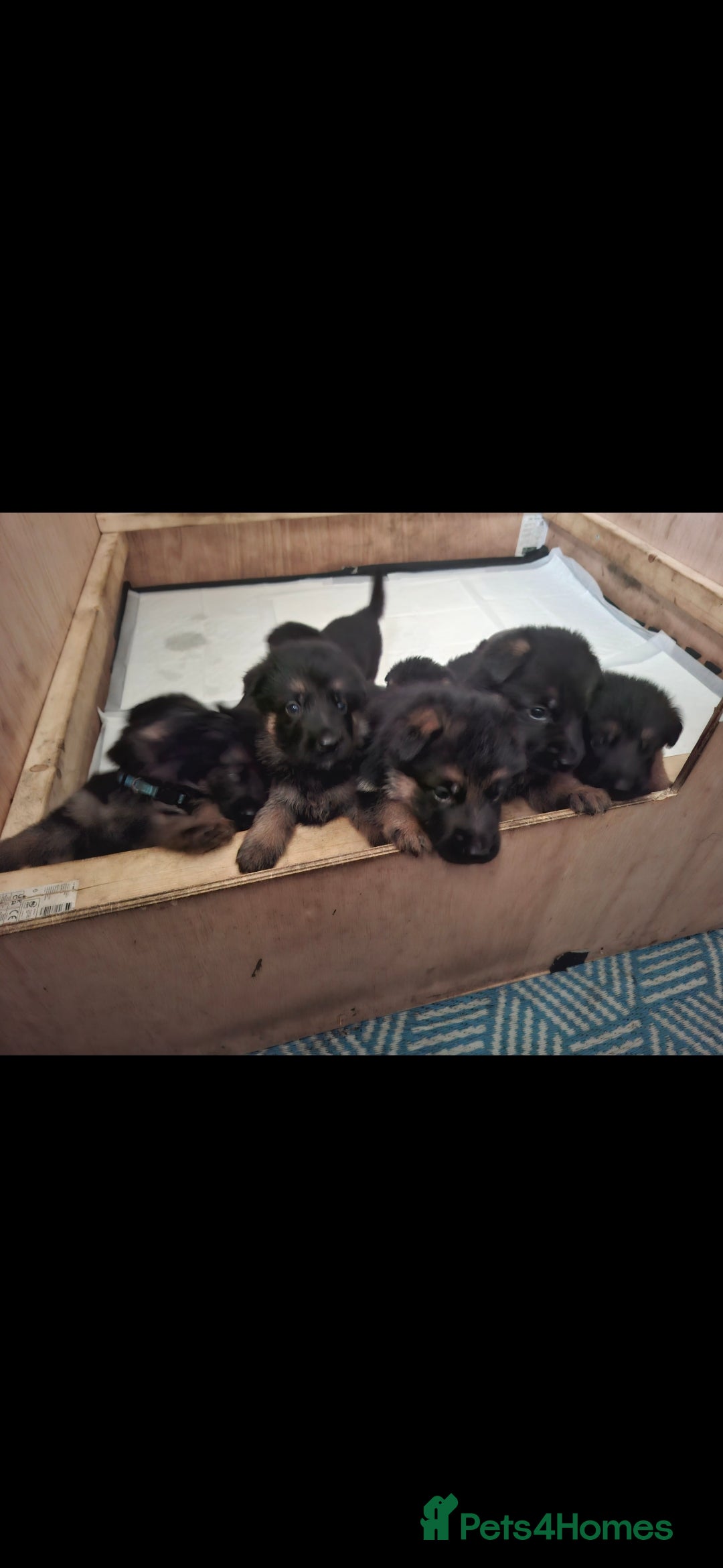 German Shepherd dogs for sale: Exceptional German shepherd puppies  - Image 31