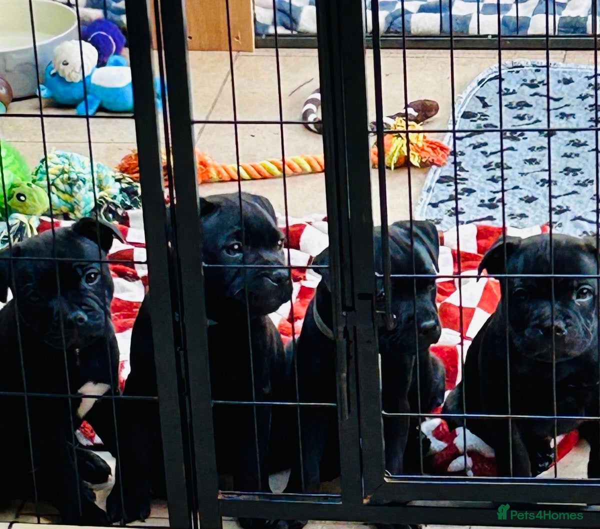 Staffordshire Bull Terrier dogs 🐾 KC Reg 4 Beautiful Black Staffy Puppies🩷🩷🩷💙 - Advert 1