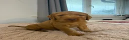 Hungarian Vizsla dogs for sale: 🐶 Beautiful Wired Haired Hungarian Visla Puppies in Saint Helens - Advert 15