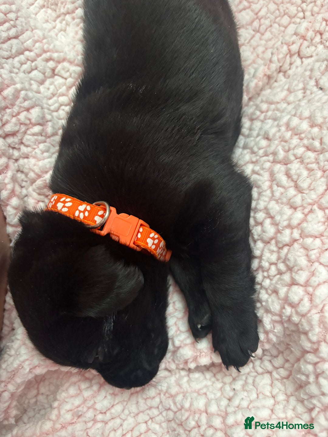 Labrador Retriever dogs for sale: Labrador puppies - Image 14