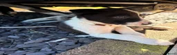 Border Collie dogs for sale: 7 Working Sheepdogs  - Advert 9