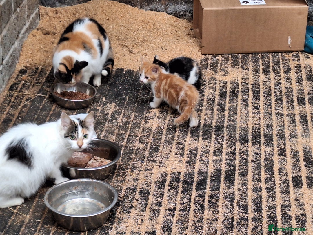 Mixed Breed cats for sale: Gorgeous family kittens  - Image 3