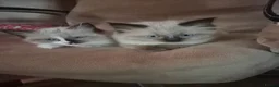Ragdoll cats for sale: 2 beautiful fluffy ragdoll kittens - Advert 7
