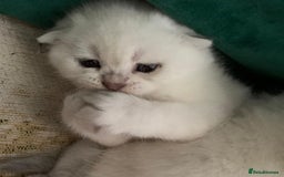 Scottish Fold cats for sale: Scottish Fold Kittens - Image 22
