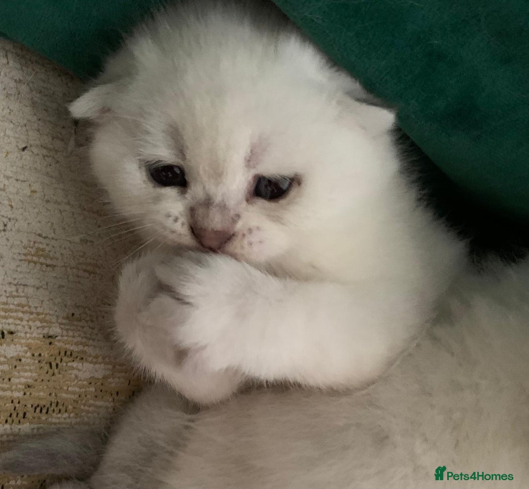 Scottish Fold cats for sale: Scottish Fold Kittens - Image 22
