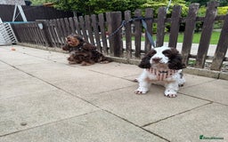 Cocker Spaniel dogs for sale: KC reg chocolate show cocker spaniel puppies  - Image 17