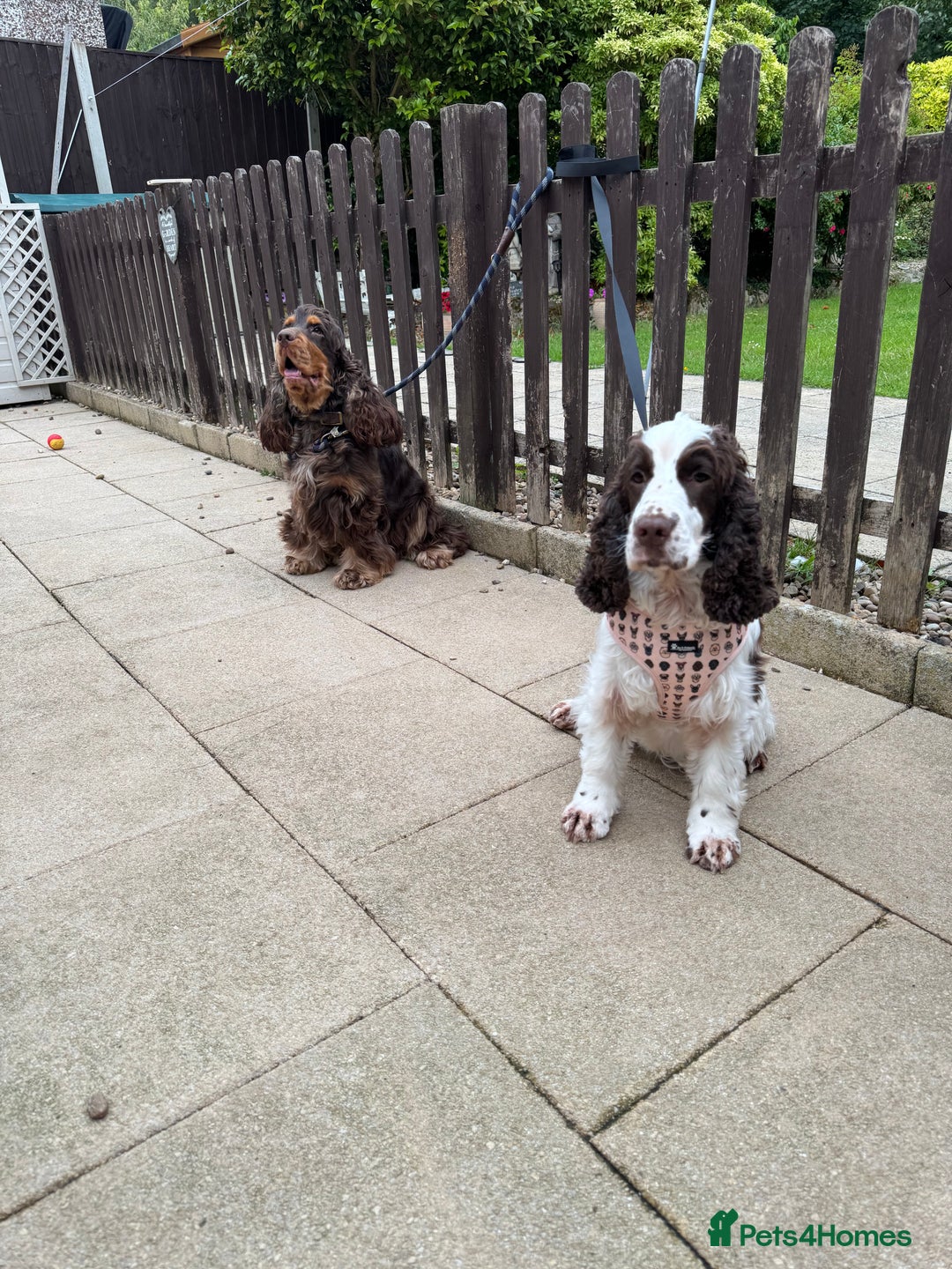 Cocker Spaniel dogs for sale: KC reg chocolate show cocker spaniel puppies  - Image 17