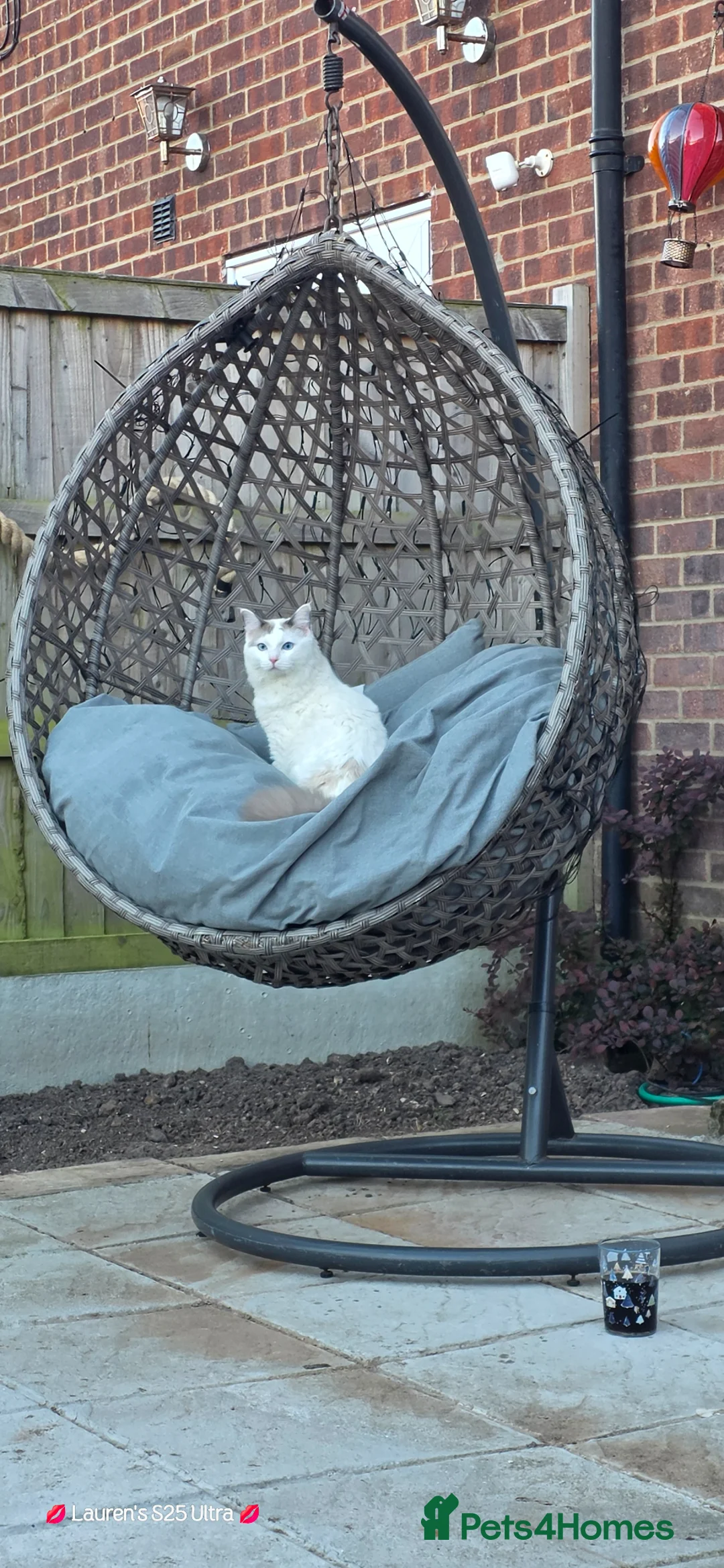 Mixed Breed cats for sale: Half Ragdoll female kitten in Clacton-on-Sea - Advert 4
