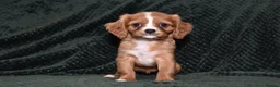 Cavalier King Charles Spaniel dogs for sale: Two Cavalier King Charles Spaniel Females - Advert 13