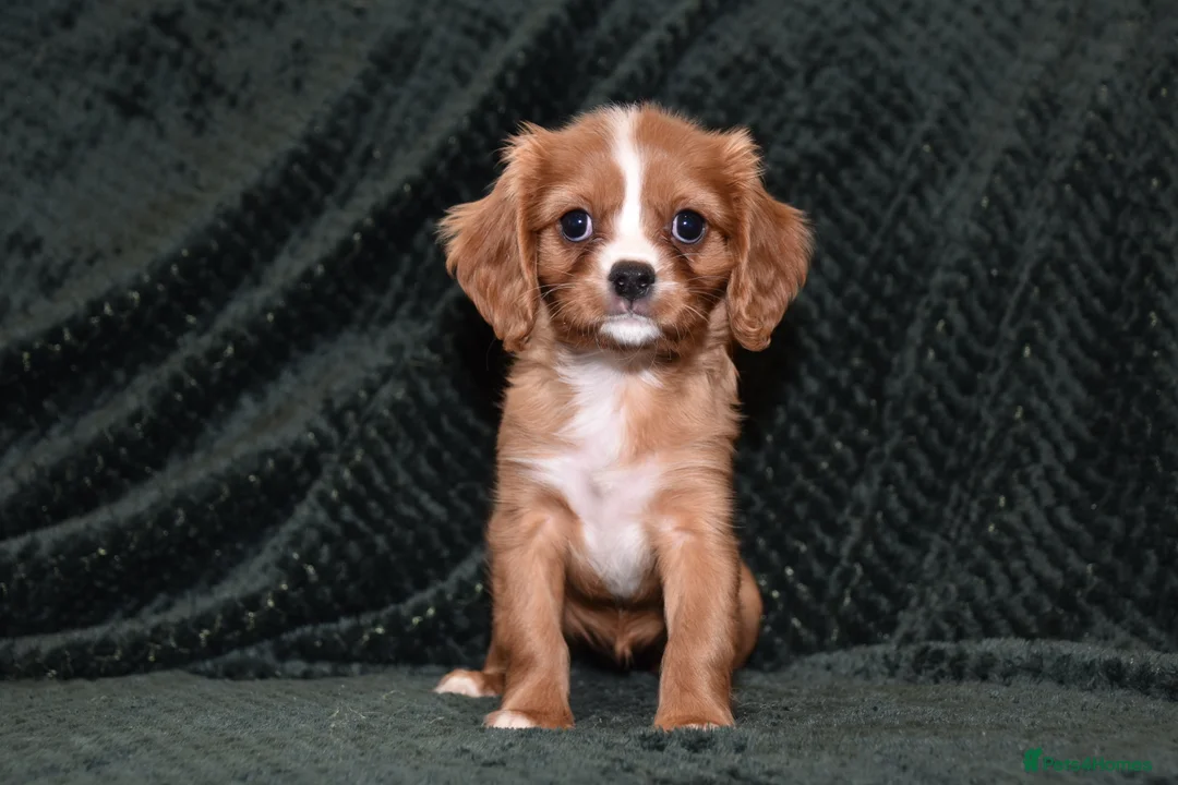 Cavalier King Charles Spaniel dogs for sale: Two Cavalier King Charles Spaniel Females - Advert 13