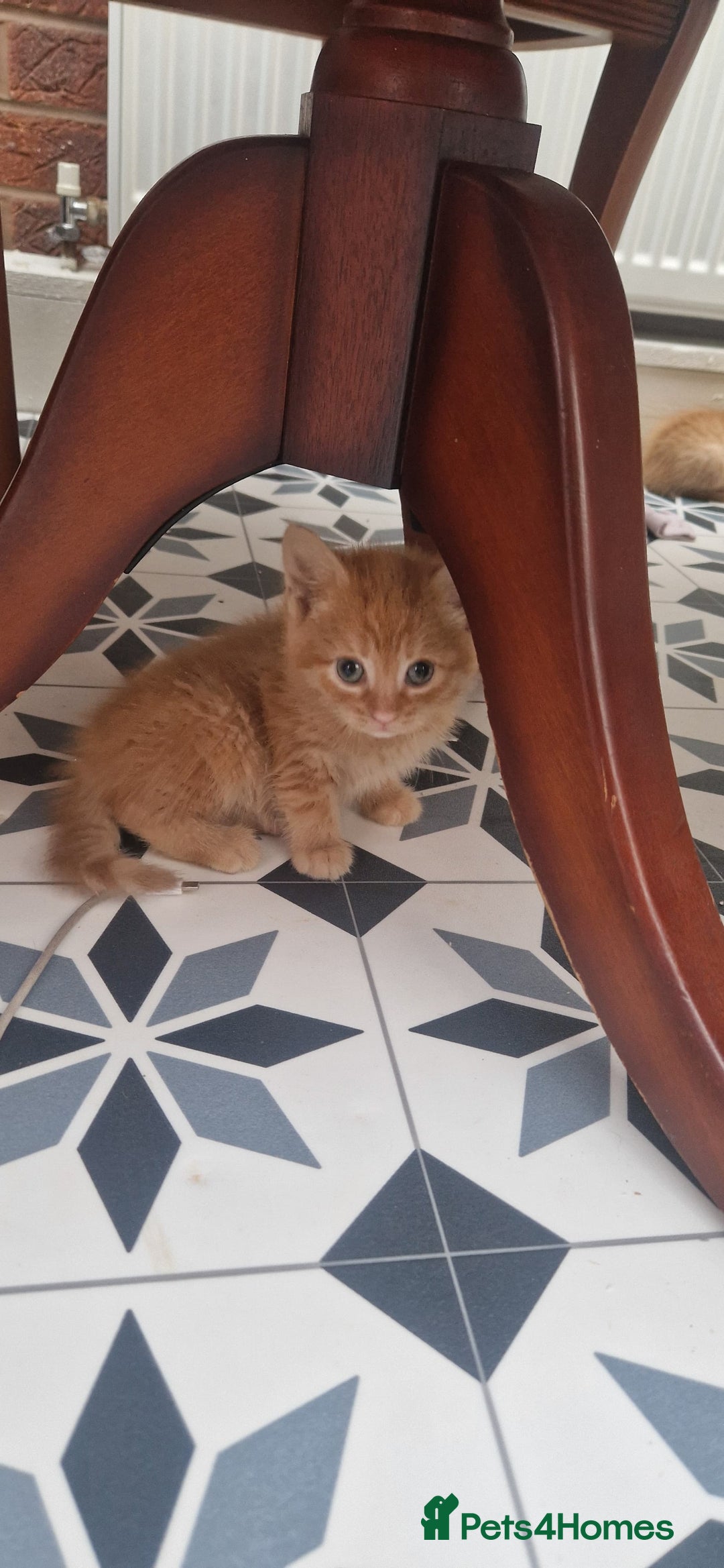 Mixed Breed cats for sale: 5 little kittens(2 calico girls +3 ginger males)  - Advert 5