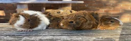 Guinea Pig rodents for sale: Abyssinian/ long-haired babies - Advert 5