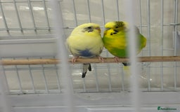 Budgerigars birds for sale: A pair of budgies with cage and some food - Image 5
