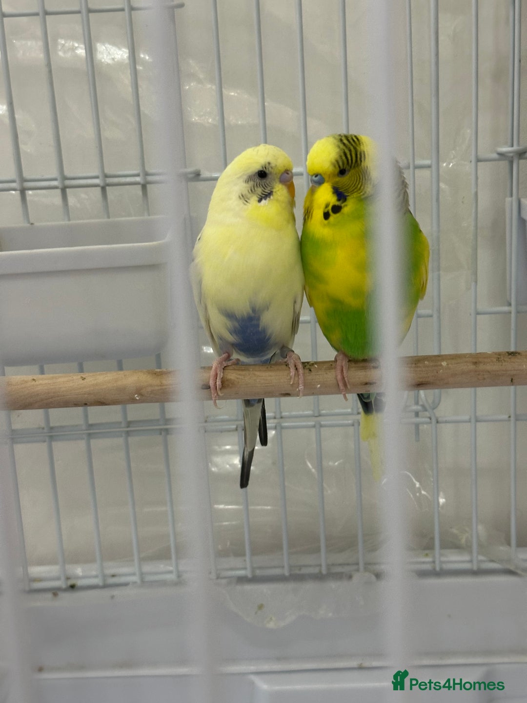 Budgerigars birds for sale: A pair of budgies with cage and some food - Image 5