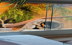 Bearded Dragon reptiles for sale: Bearded dragon - Advert 4