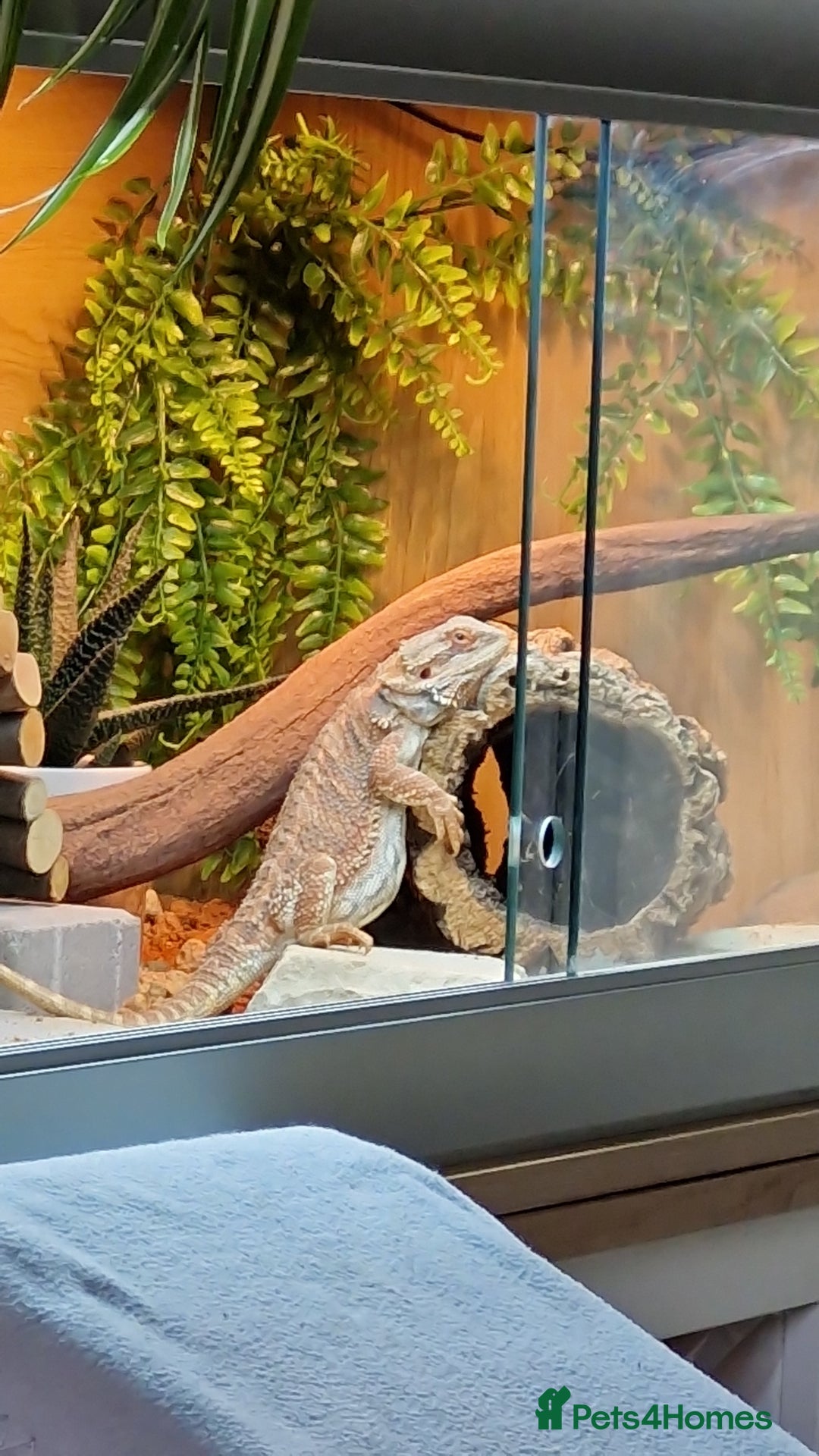 Bearded Dragon reptiles for sale: Bearded dragon - Advert 4