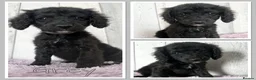 Mixed Breed dogs for sale:  🐾 READY NOW - Cavapoochon Puppies 🐾 - Advert 34
