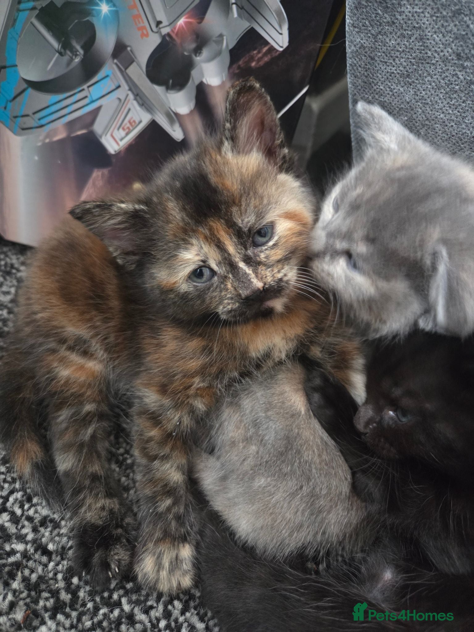Mixed Breed cats 2 kittens for sale  - Advert 2