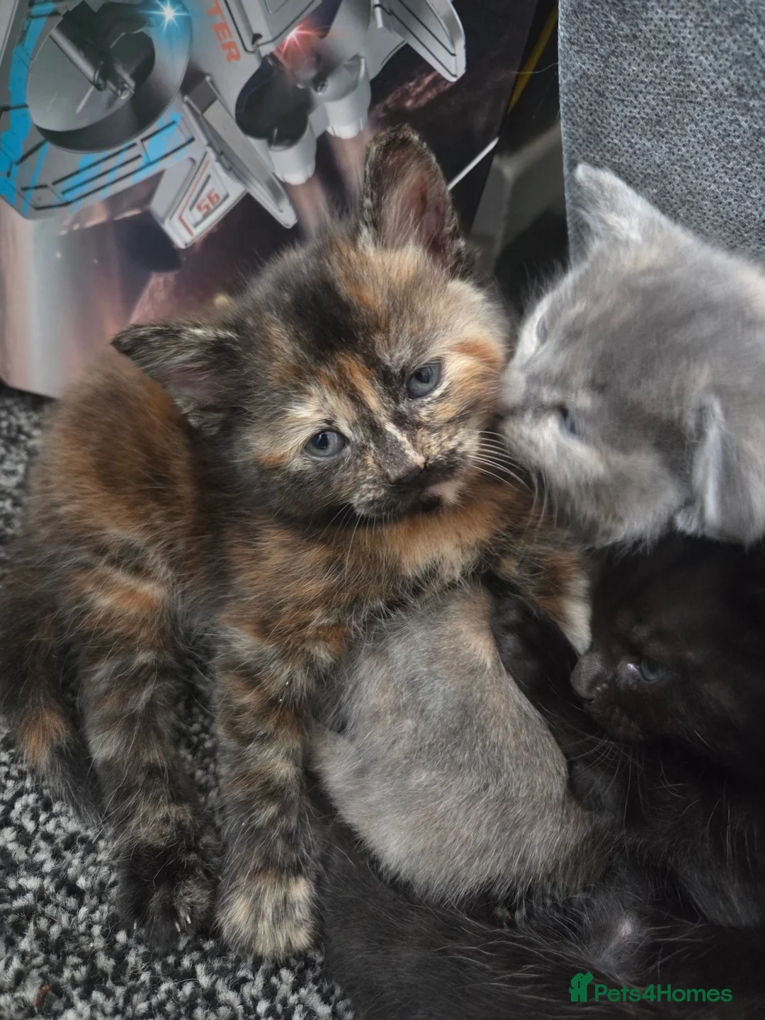 Mixed Breed cats for sale: 2 kittens for sale  - Advert 1