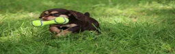 Cocker Spaniel dogs for sale: KC Reg Working Cocker Spaniels  - Advert 6