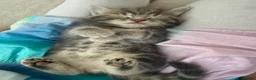 British Shorthair cats for sale: 5 British Shorthair kittens. 4 male and 1 female - Advert 10
