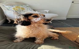Cocker Spaniel dogs for sale: STUNNING Rizi Bizi sired Cocker puppies DNA Tested - Image 15