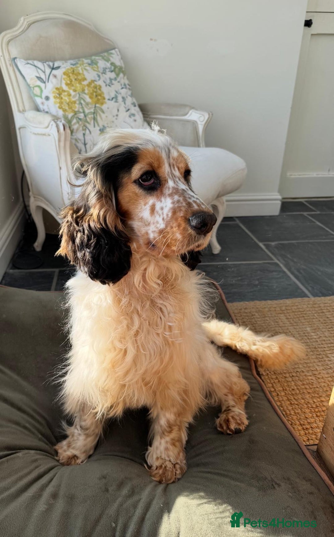 Cocker Spaniel dogs for sale: STUNNING Rizi Bizi sired Cocker puppies DNA Tested - Image 15