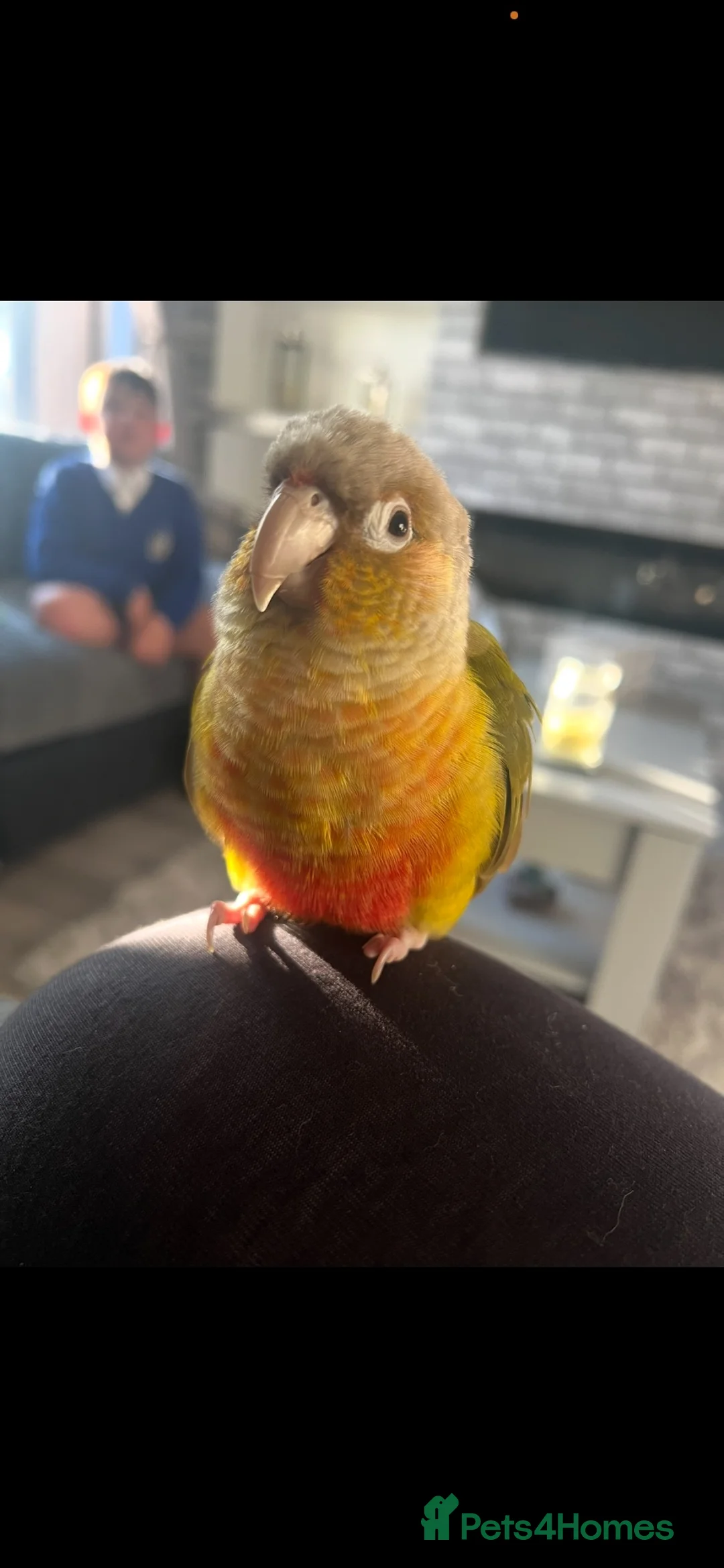 Conures birds for sale: Conure for sale  - Advert 1