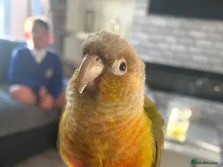 Conures birds Conure for sale - Advert 1