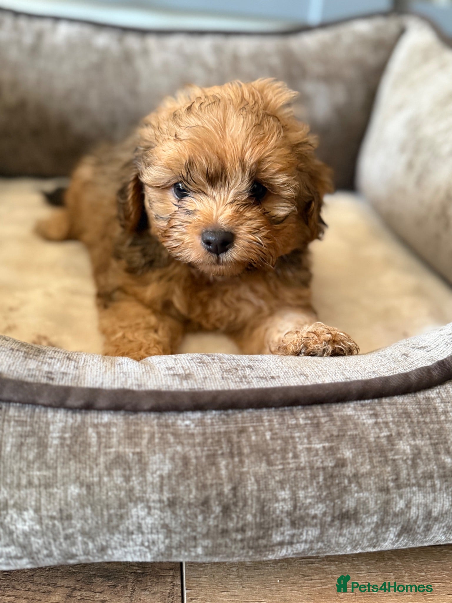 Shihpoo dogs Stunning litter of Shipoo Puppies  - Advert 2