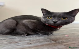British Shorthair cats for sale: Mr Oxi and Mrs Kiki  - Image 10