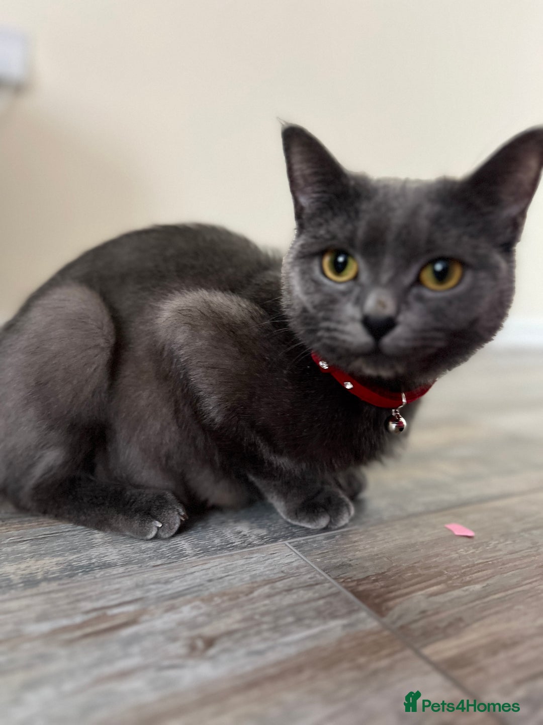 British Shorthair cats for sale: Mr Oxi and Mrs Kiki  - Image 10