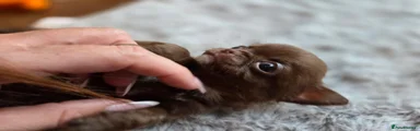 Chihuahua 2