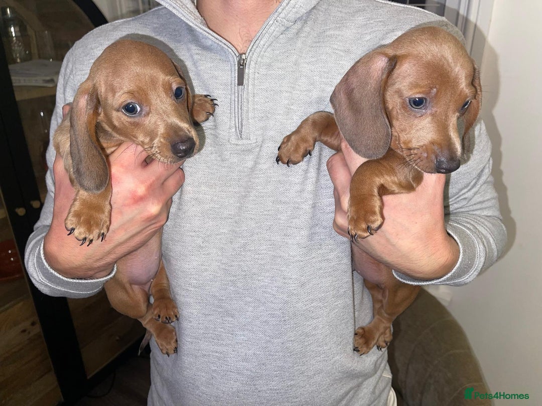 Miniature Dachshund dogs for sale: Beautiful Mini Dachshunds looking for their homes! - Image 10