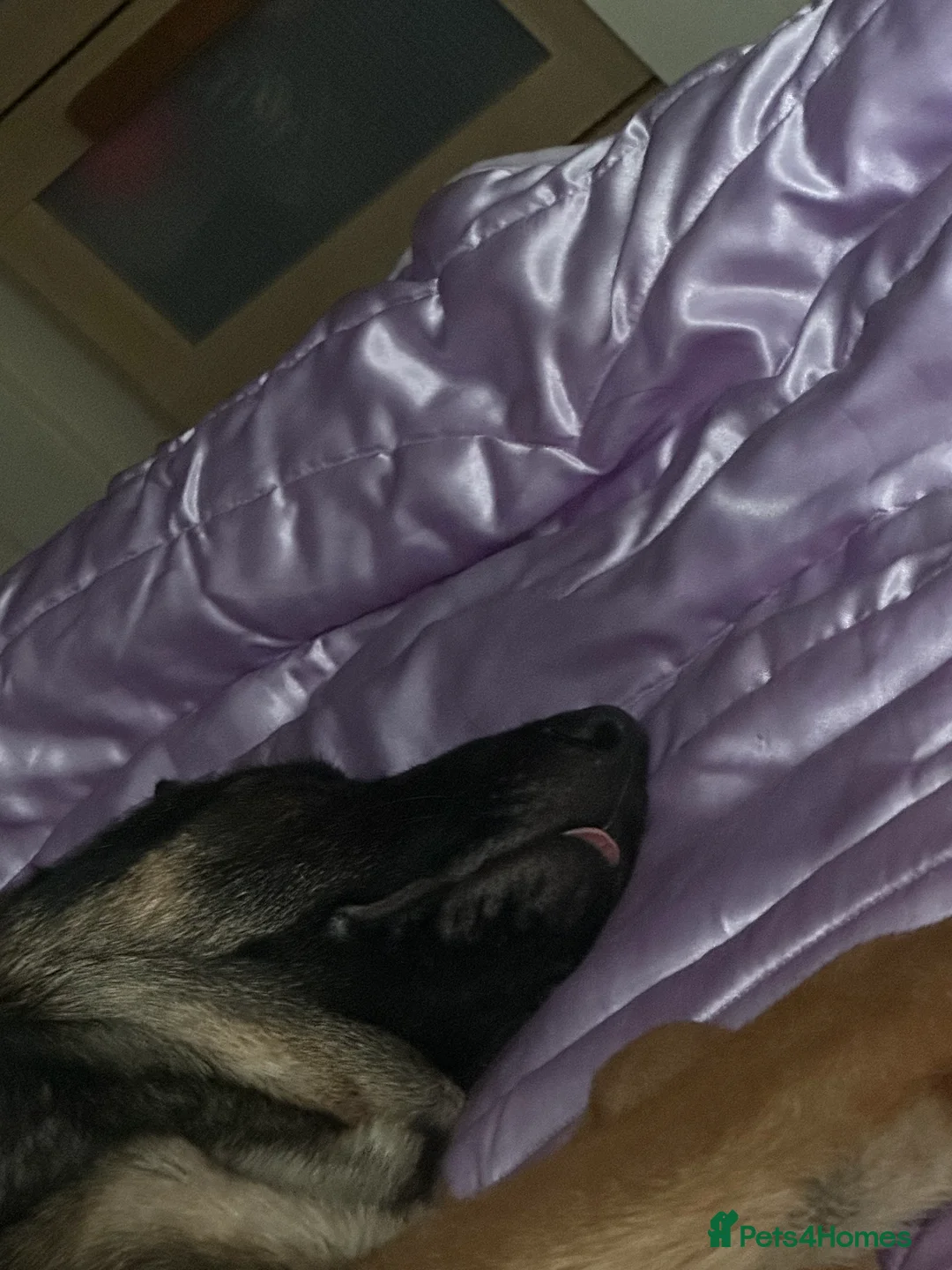 German Shepherd dogs for sale: Luna german shepherd  - Advert 10