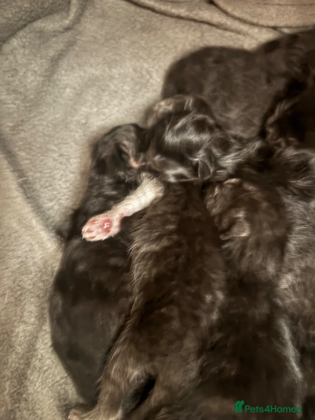 Mixed Breed cats for sale: Ragdoll X British short hair kittens  - Advert 2