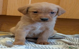 Labrador Retriever dogs for sale: Stunning litter of Labrador retriever pups  - Advert 12