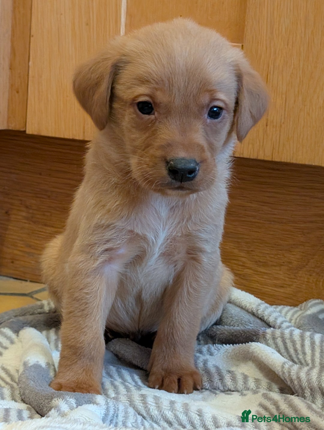 Labrador Retriever dogs for sale: Stunning litter of Labrador retriever pups  - Advert 12