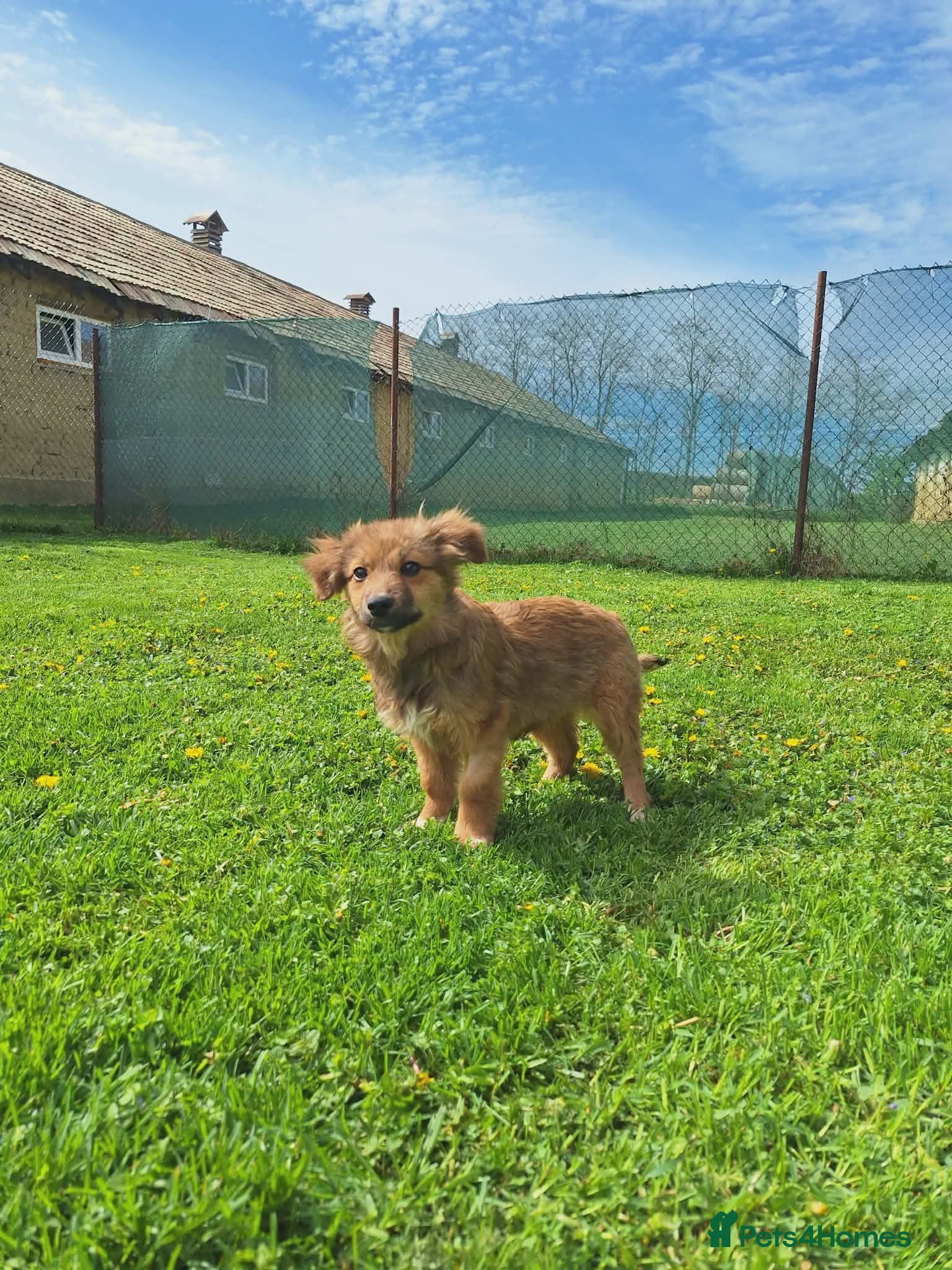 Mixed Breed dogs Blossom for adoption - Advert 2
