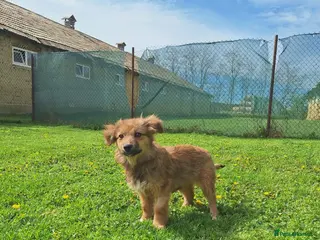 Mixed Breed dogs Blossom for adoption - Advert 2