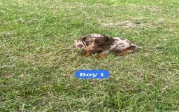 Dachshund dogs for sale: Dachshund Puppies  - Image 1